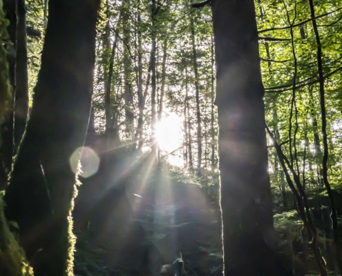 Märchenhafter Wald mit Sonnenstrahl